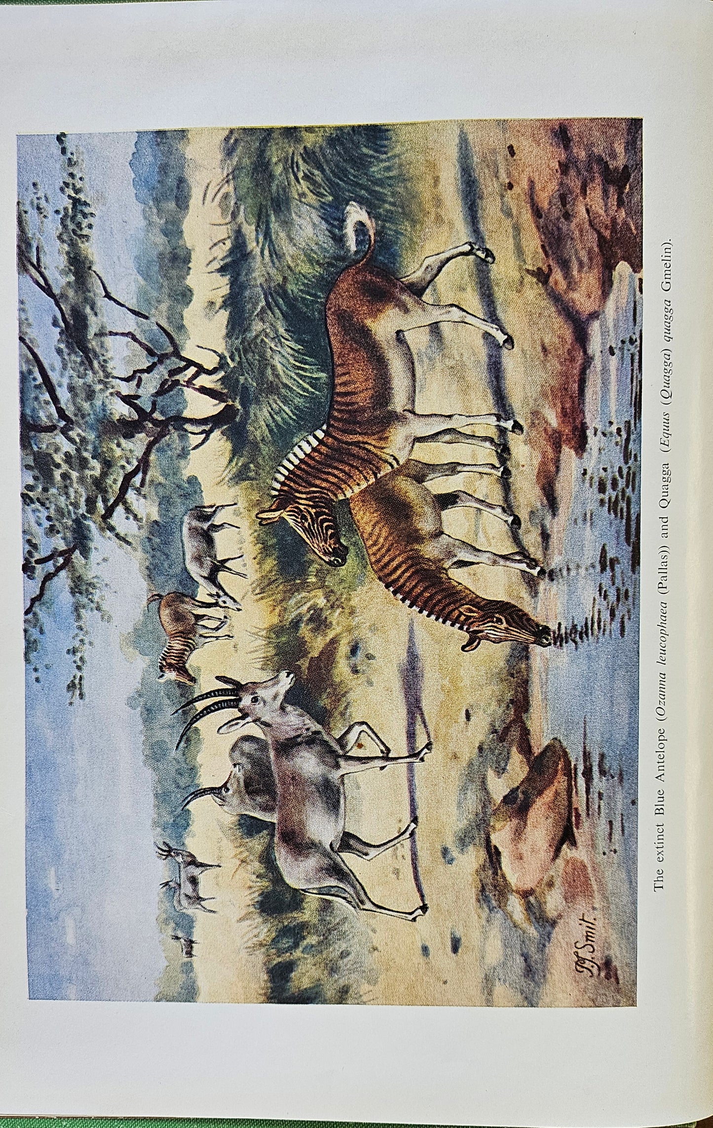 Roberts Austin, The mammals of South Africa