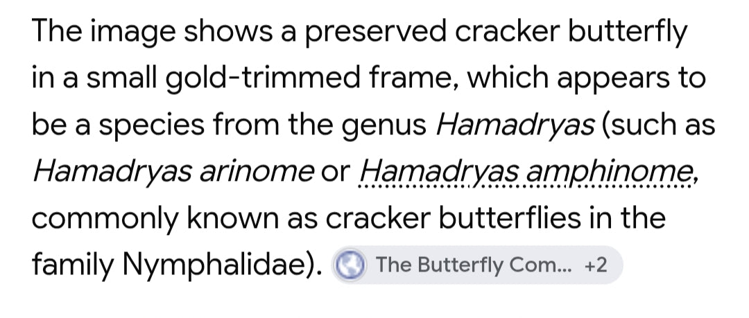 Cracker Butterfly in vintage frame