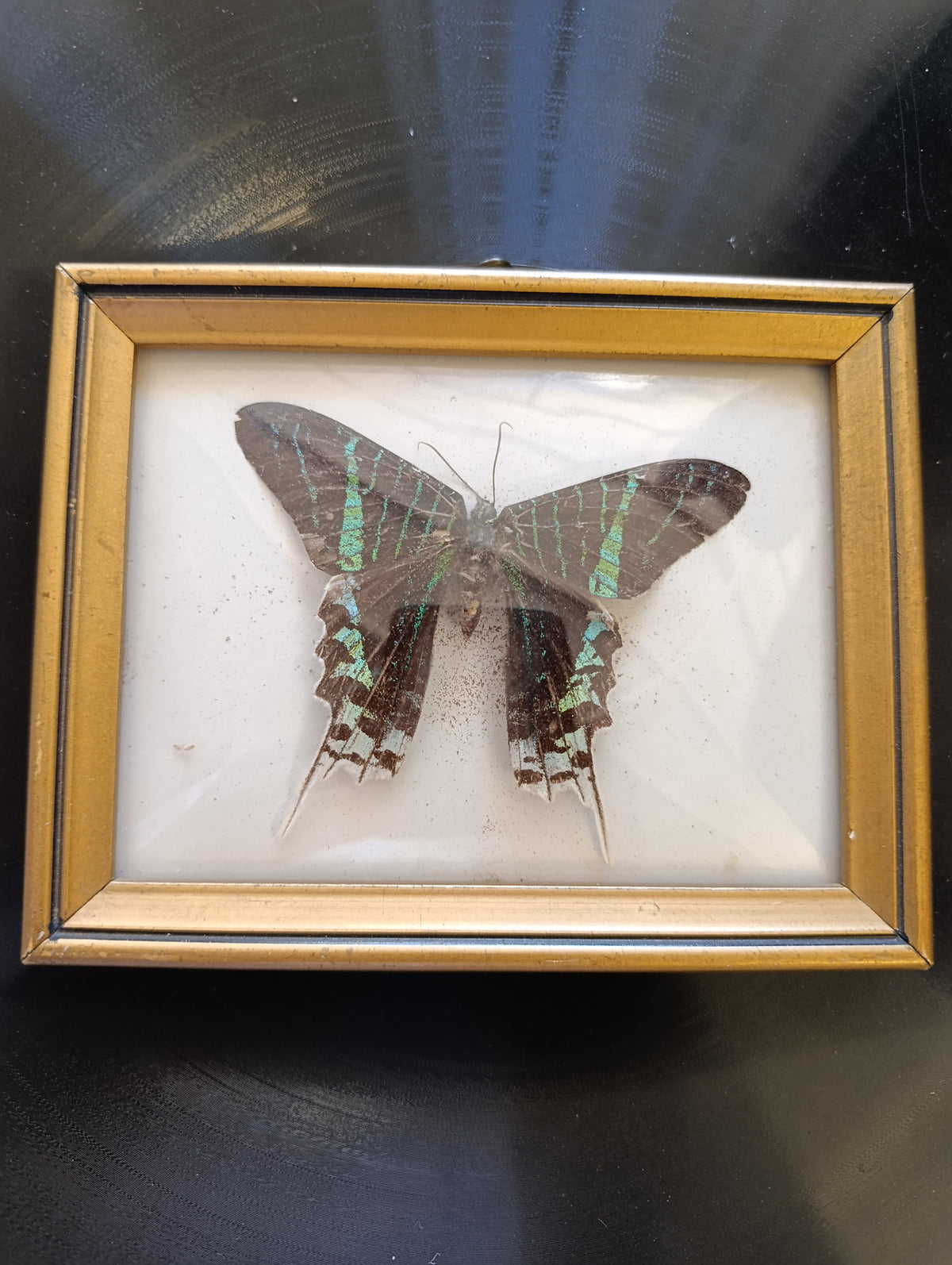 Green banded urania - (moth) in vintage frame