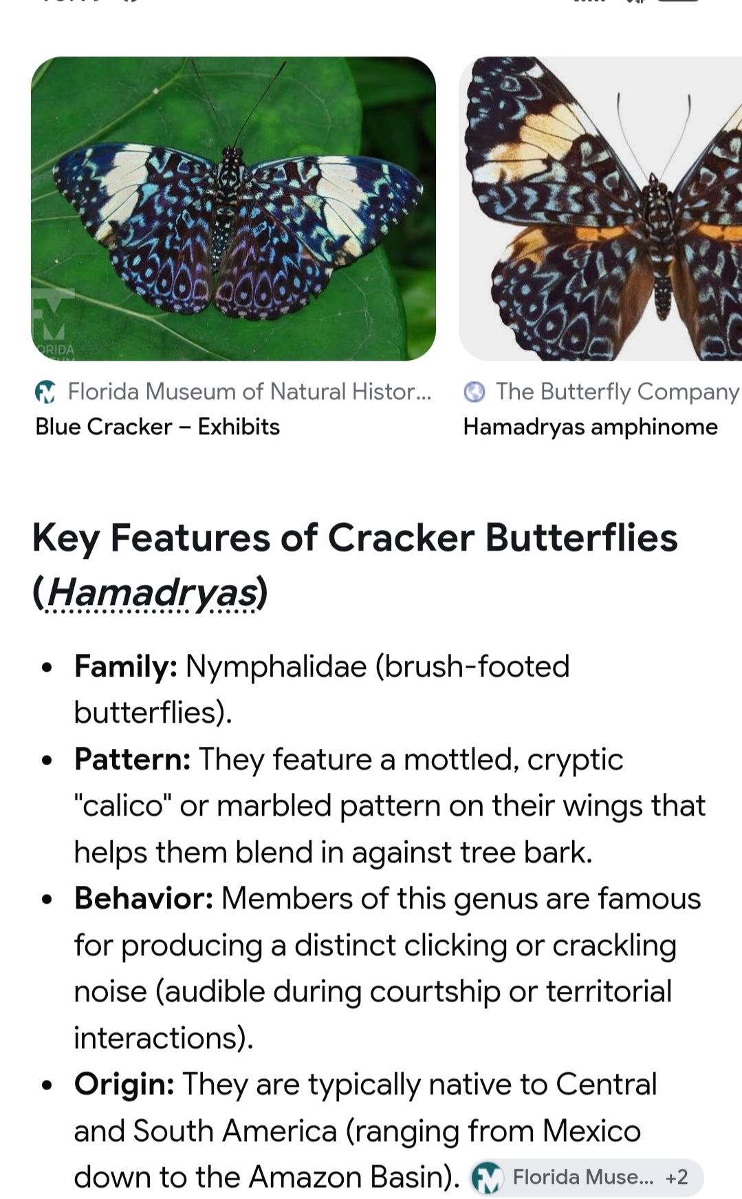 Cracker Butterfly in vintage frame