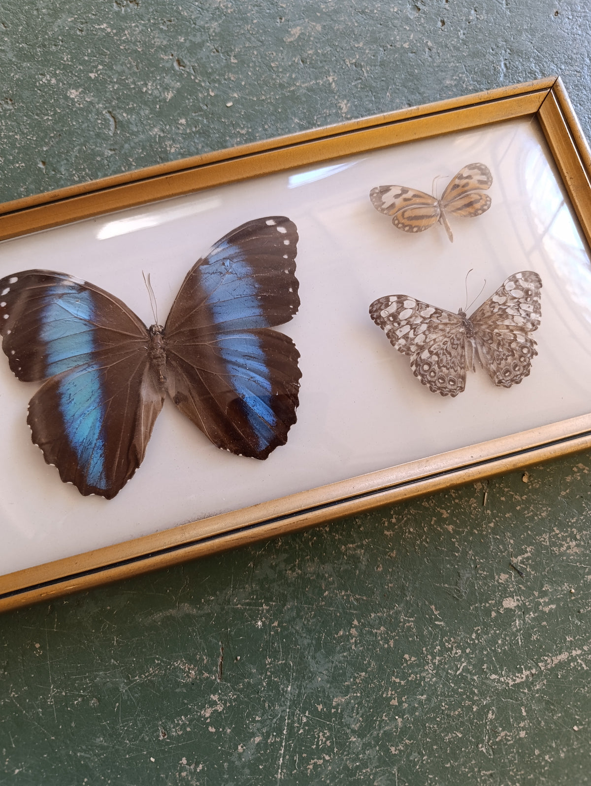 Multiple butterflies in vintage frame