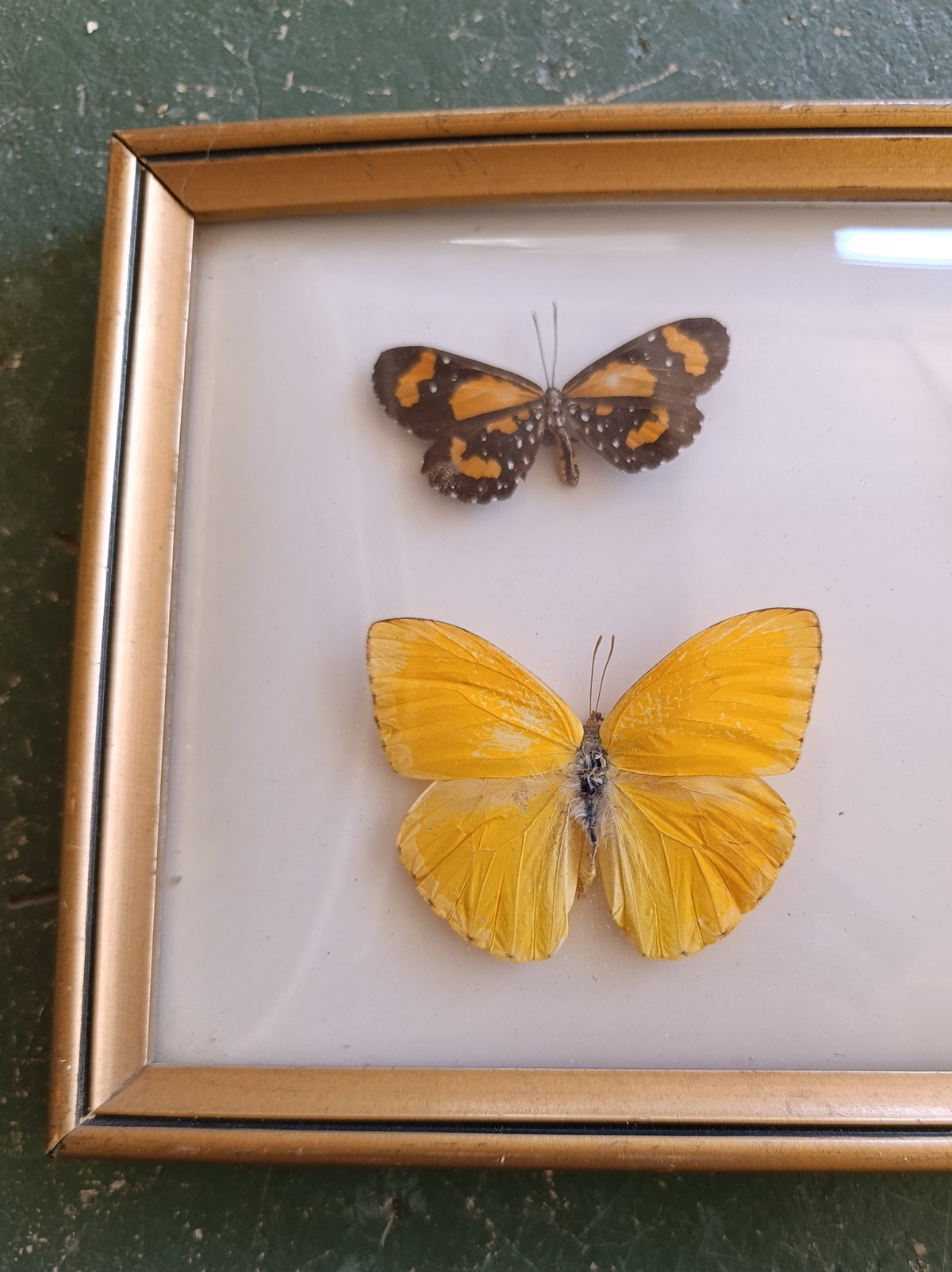 Multiple butterflies in vintage frame