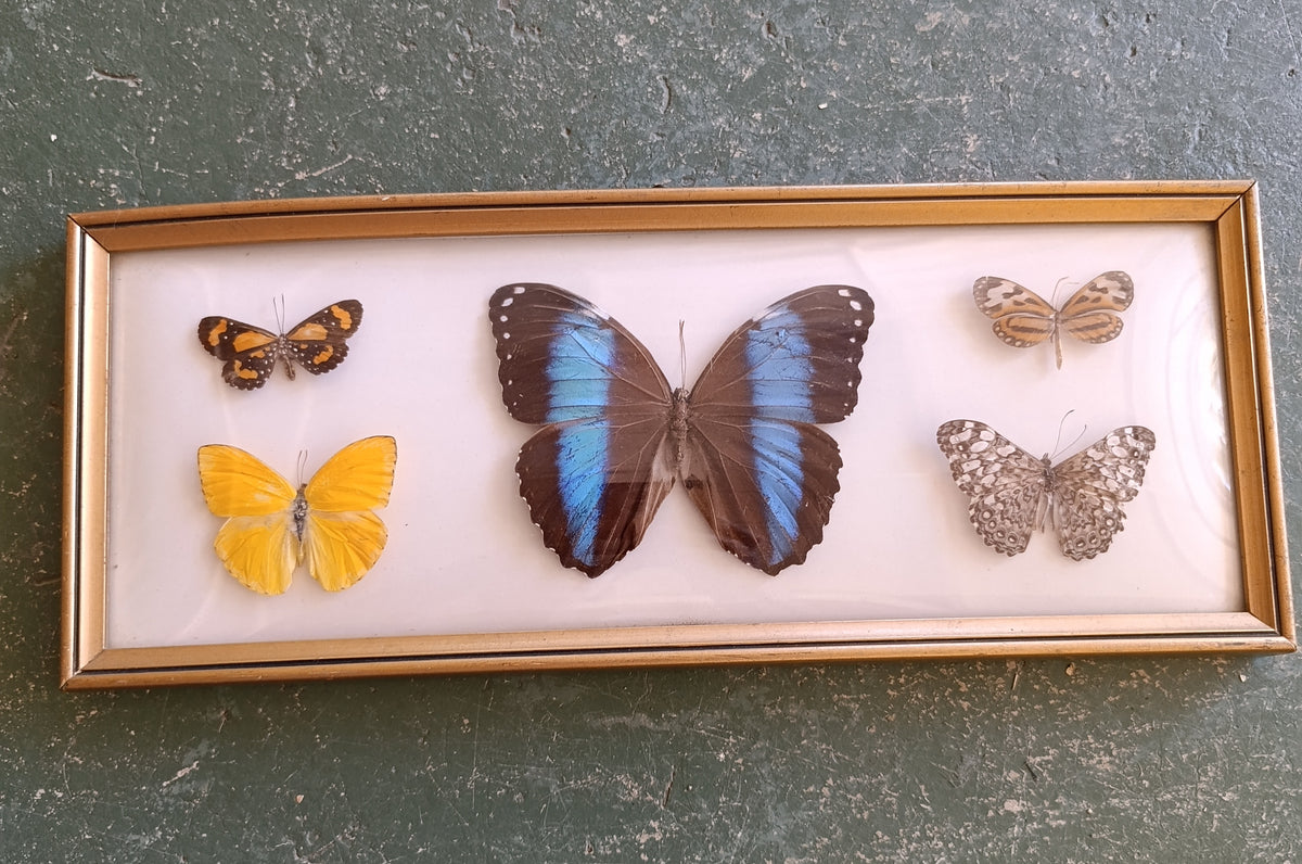 Multiple butterflies in vintage frame