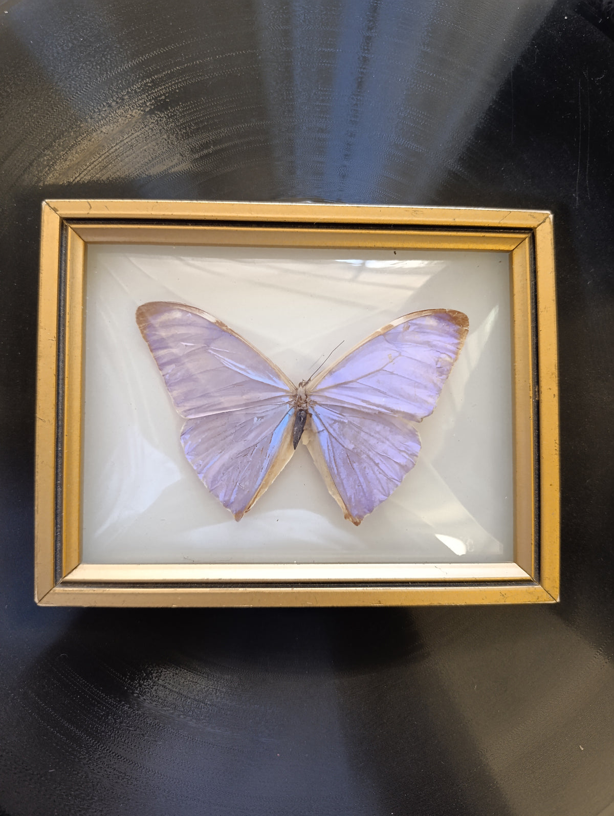 Real Butterfly in vintage frame (1)