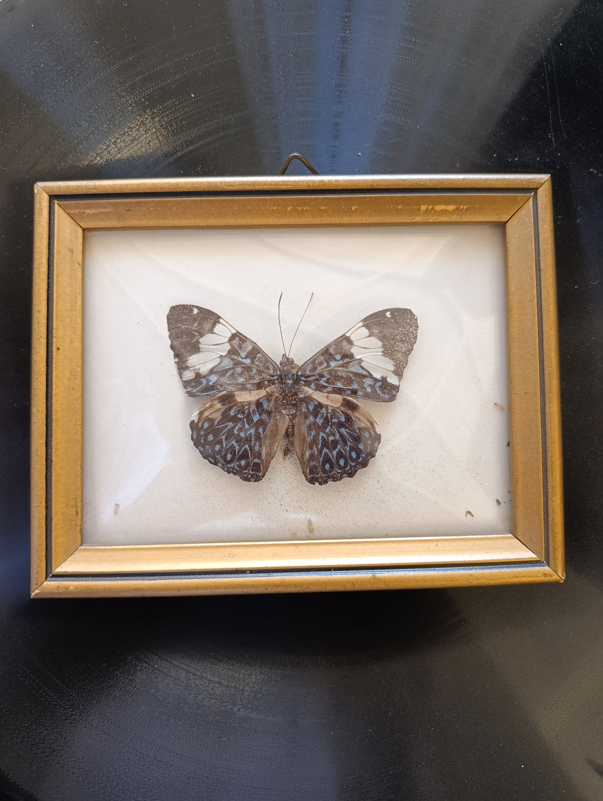Cracker Butterfly in vintage frame