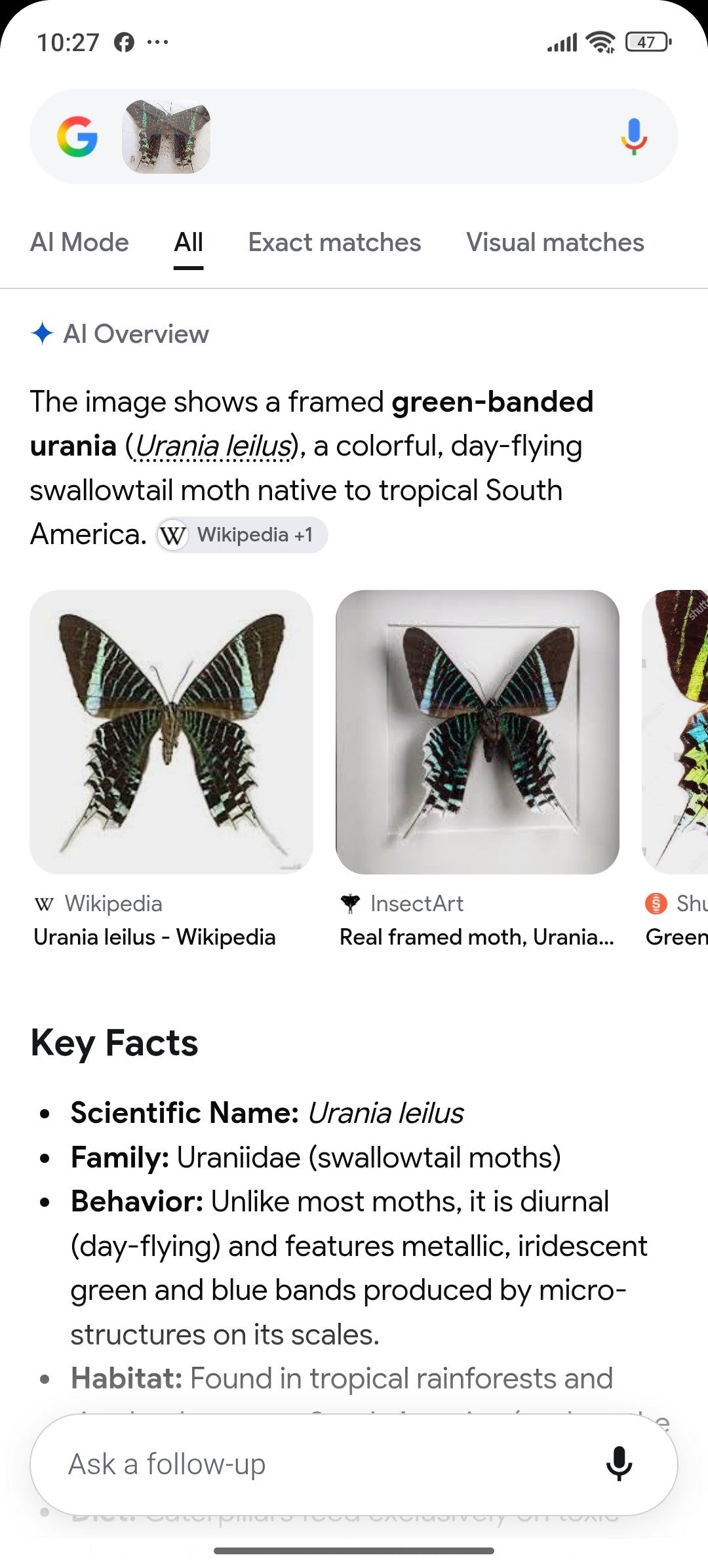 Green banded urania - (moth) in vintage frame